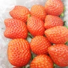 【1月発送、予約商品！】じっくりと成熟した冬イチゴ2品種食べ比べセット