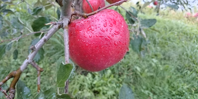 マルサ新聞 第3号。予想以上の反響を頂きました！