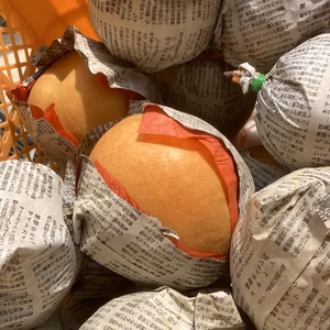 トンネル栽培・新高梨　9月上旬～中旬頃〜　5玉～9玉　5キロ箱　大玉(^-^)