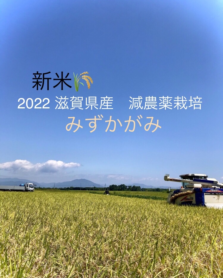 新米みずかがみ♪みずみずしくさっぱりとした湖国の秋便り|米・穀類の商品詳細|ポケットマルシェ|産直(産地直送)通販 - 旬の果物・野菜・魚介をお取り寄せ 新米みずかがみ♪みずみずしくさっぱりとした湖国の秋便り|米・穀類の商品詳細|ポケットマルシェ|産直(産地直送)通販 - 旬の果物・野菜・魚介をお取り寄せ