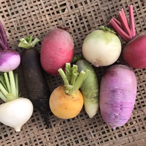 カラフル☆根菜セット（大根&カブ）