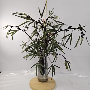 【切り枝】ハイビスカス・ローゼルレッド　　観賞用に！　食用に！