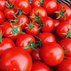 【驚くほど皮がやわらかい‼︎】堀田農園の中玉トマト‼︎農薬はつかっていません