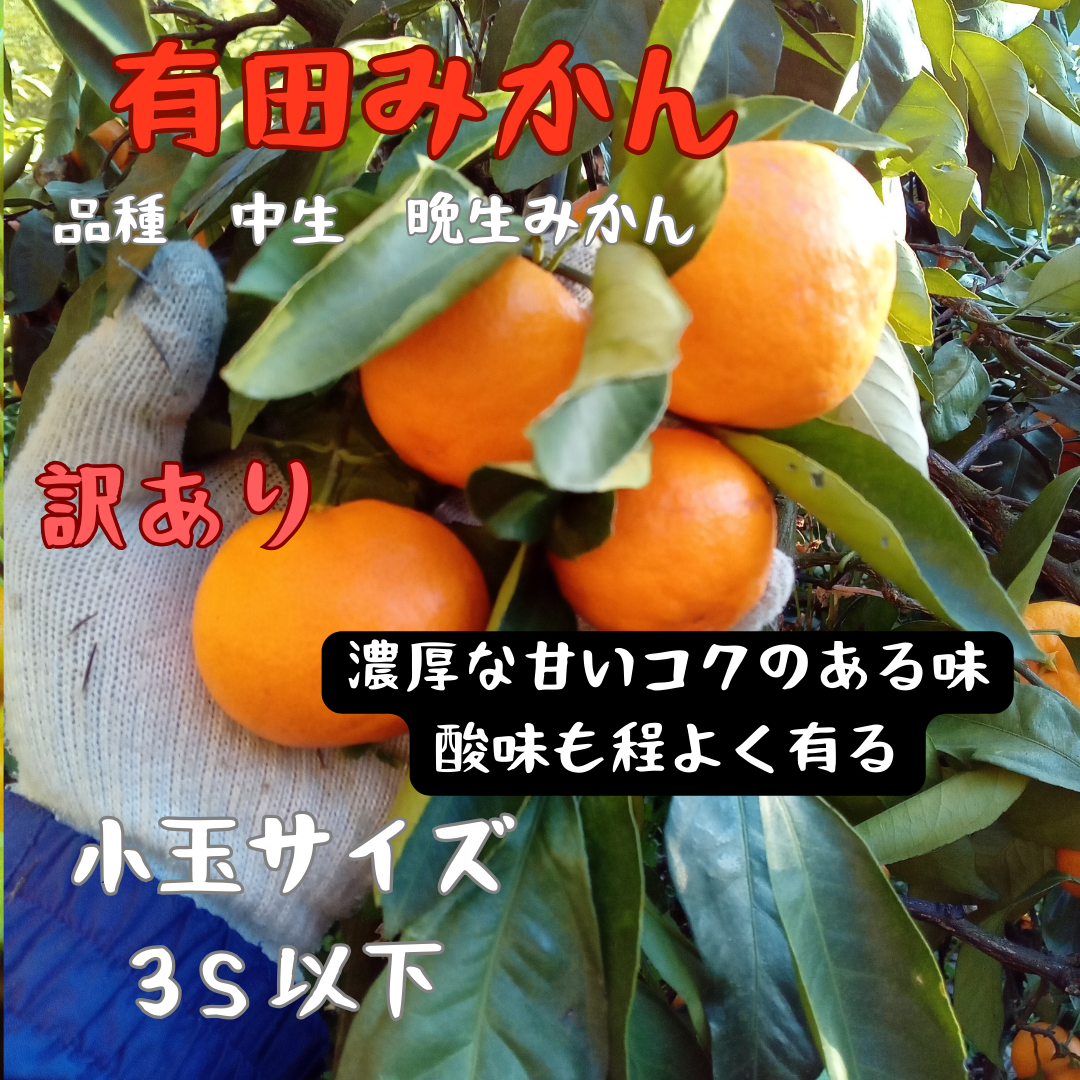 10有田みかん はれひめ 秀品 5kg ミカン - 果物