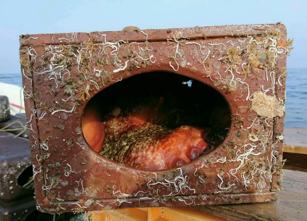 北海道小樽産 茹でタコ足(１本600g)(冷凍)