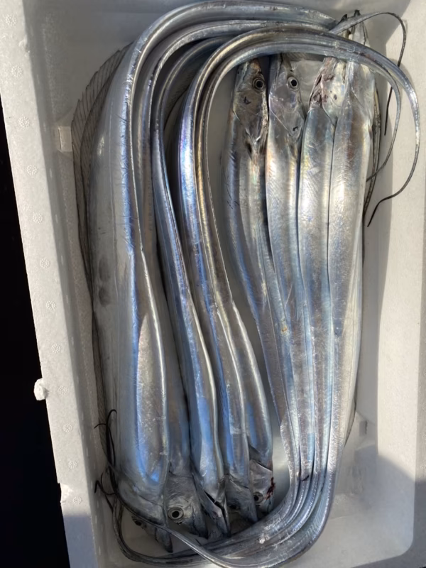 瀬戸内天然釣り太刀魚