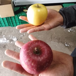 小玉！サンふじとシナノゴールド家庭用　特別栽培