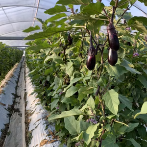 新鮮・高知なす