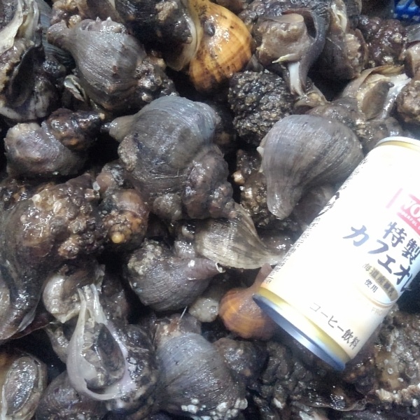 フードレスキュー特集 ヒメエゾボラ 青ツブ貝 唾液腺の除去が必要 青つぶ貝 農家漁師から産地直送の通販 ポケットマルシェ