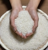 【農薬・化学肥料不使用】令和2年産-加賀のコシヒカリ白米5㎏