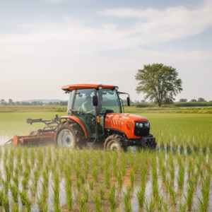 【R7年度産　西の陽光をたっぷり浴びた、黄金の輝き　ヒノヒカリ】10㎏