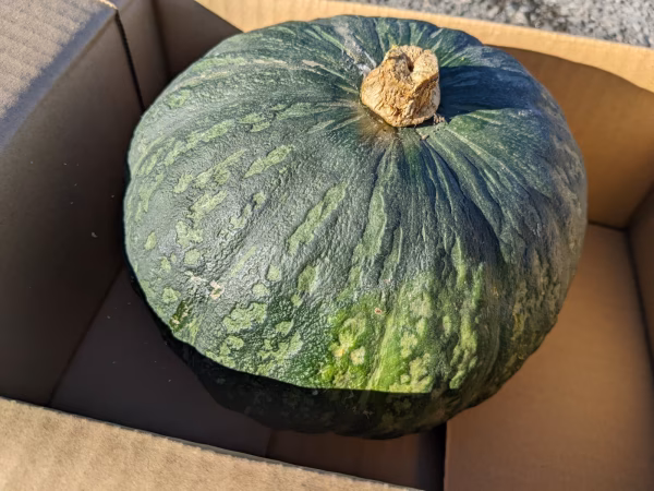 【農薬不使用】完熟かぼちゃ/ほっこり133とほっこり姫