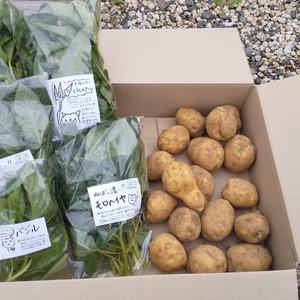 優しい夏の菜っ葉詰め合わせ(３種類・５袋)&じゃがいも２キロ