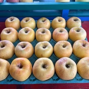 とっても甘いりんご「はるか」５ｋｇ（１８～２０玉）