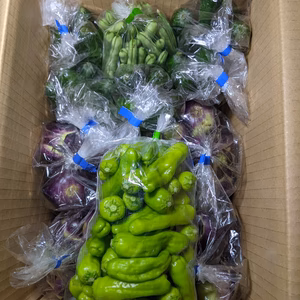 丸ナス、キュウリ、インゲン、シシトウ