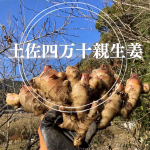 高知土佐四万十親生姜【栽培時農薬・化学肥料不使用】