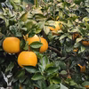 【お試し】しまなみ～春柑橘　(^^♪　【希少柑橘】安政柑