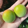 梅 青梅 採れたて朝採り生梅！和歌山県青梅