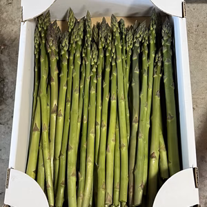 訳あり　露路栽培　アスパラ
