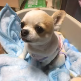 チワコとチンチラ