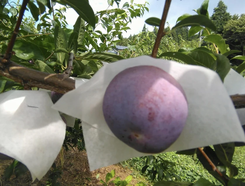 ドラキュラが食べる果実【すもも『紅香のしずく』】家庭用｜果物の商品