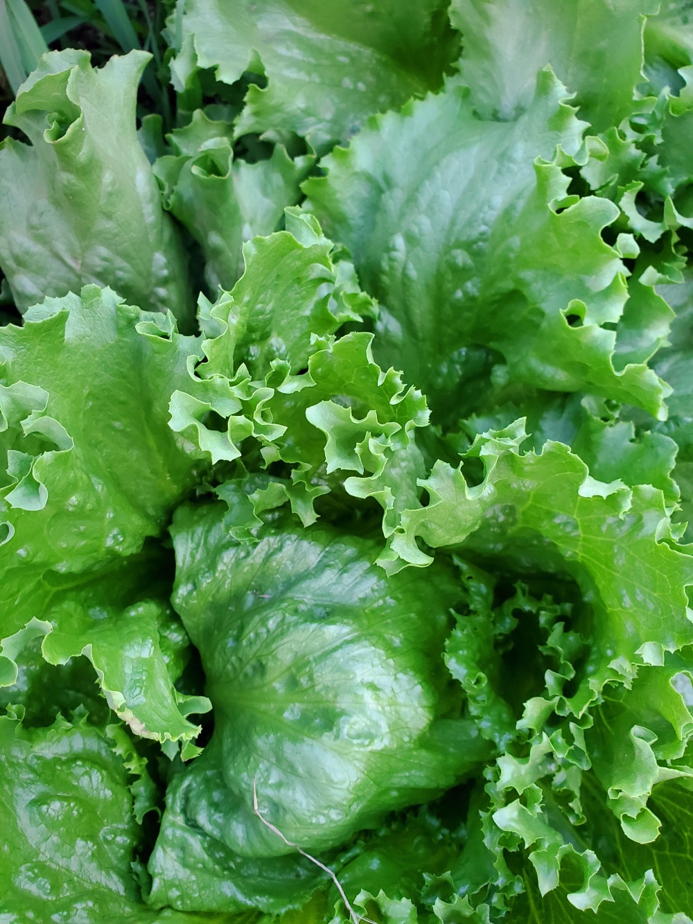 春レタスセットおまけ付 Jas有機野菜を信州諏訪湖から 農家漁師から産地直送の通販 ポケットマルシェ