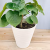 ［在庫］　フィカス　ウンベラータ　観葉植物　室内　ゴムの木　人気