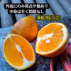 清見　きよみ　清見オレンジ　和歌山県有田産　家庭用　訳あり品