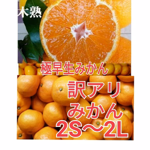 [訳あり」お家用！4.5㎏(箱込)木成り本場有田みかん たっぷり