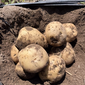 【新じゃが】男爵芋