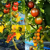 【予約商品】★数量限定★農薬不使用ミニトマトカラフルコレクション