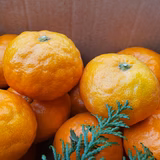 浜口芳彦 | 濵口農園