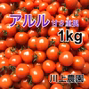 【川上農園】春アルル ミニトマト 1kg 茨城県産 甘み重視