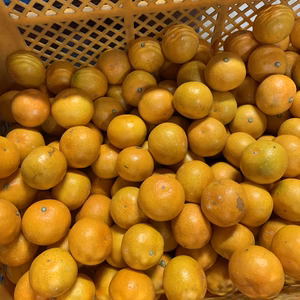 【大人気】嫌いな人はいません！ちびみかん