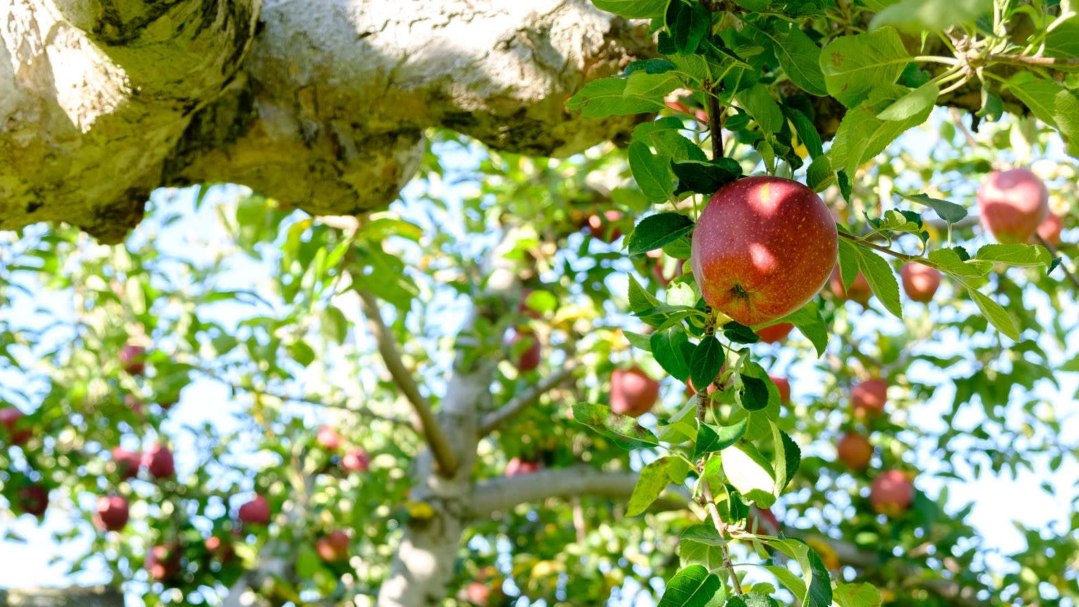 青森りんご農家、半端ないって。気づけば畑に42品種…全ては食べる人の「美味しい」のため | 農家漁師から産地直送の通販 ポケットマルシェ