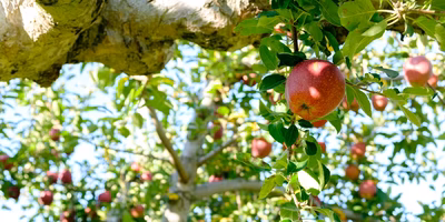 青森りんご農家、半端ないって。気づけば畑に42品種…全ては食べる人の「美味しい」のため