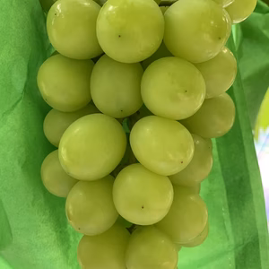 【ご家庭用】ちょっと訳あり2〜4房‼︎山形県産シャインマスカット