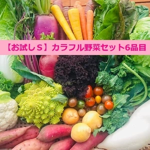 【お試しＳ】たてやまかおり菜園の『冬のカラフル野菜セット6品目』