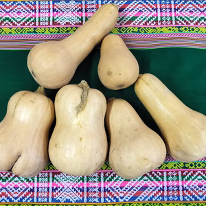 熟成バターナッツかぼちゃ　ポタージュスープやデザートにおすすめ