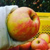 【米崎りんご】葉取らずジョナゴールド　特価！フレッシュな酸味！