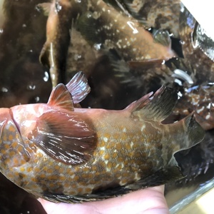 お正月に！高級魚！富山湾キジハタ一夜干し4枚セット　おかしら付き！
