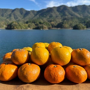 4種の柑橘食べ比べセット　箱込み4kg　栽培期間中農薬不使用 