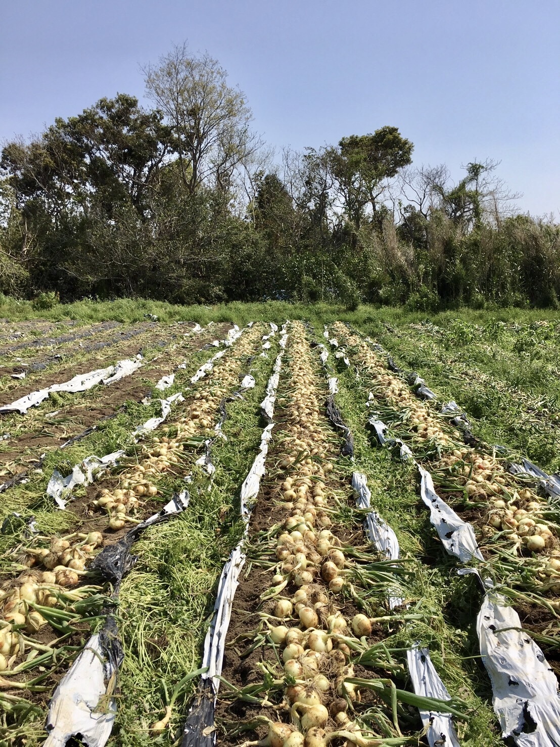 甘塩新玉ねぎ箱込み14キロ^_^ 【信頼】 - 野菜