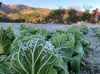 【越冬白菜のお届けに参りました。】　≪雪国で育まれた水分・甘みたっぷりの白菜≫　