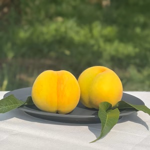 2026年予約受付中]濃厚な甘味がクセになる！ 長野県産　つきあかり2.5kg（