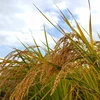 令和2年産特別栽培米にこまる〇玄米3kg、５kg〇