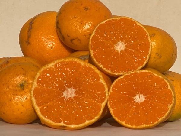 ★数量限定★ 11月発送　家庭用　完熟　温州みかん　わけあり  たらみかん