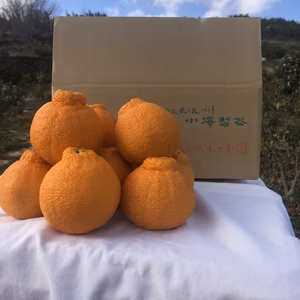 静岡県産　濃厚完熟みかん【不知火】ちょいキズあり　