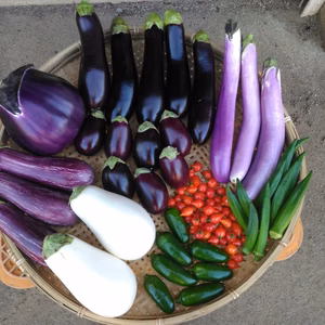 初秋のスタミナ果菜セット