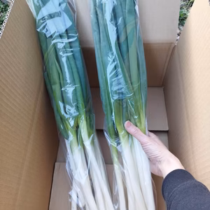 九条ネギのお得な1kgセット＊農薬等不使用栽培＊